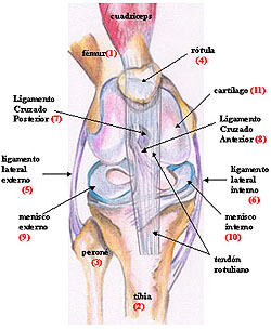 rodilla.jpg